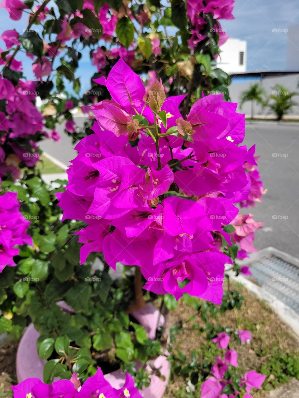 flores naturales