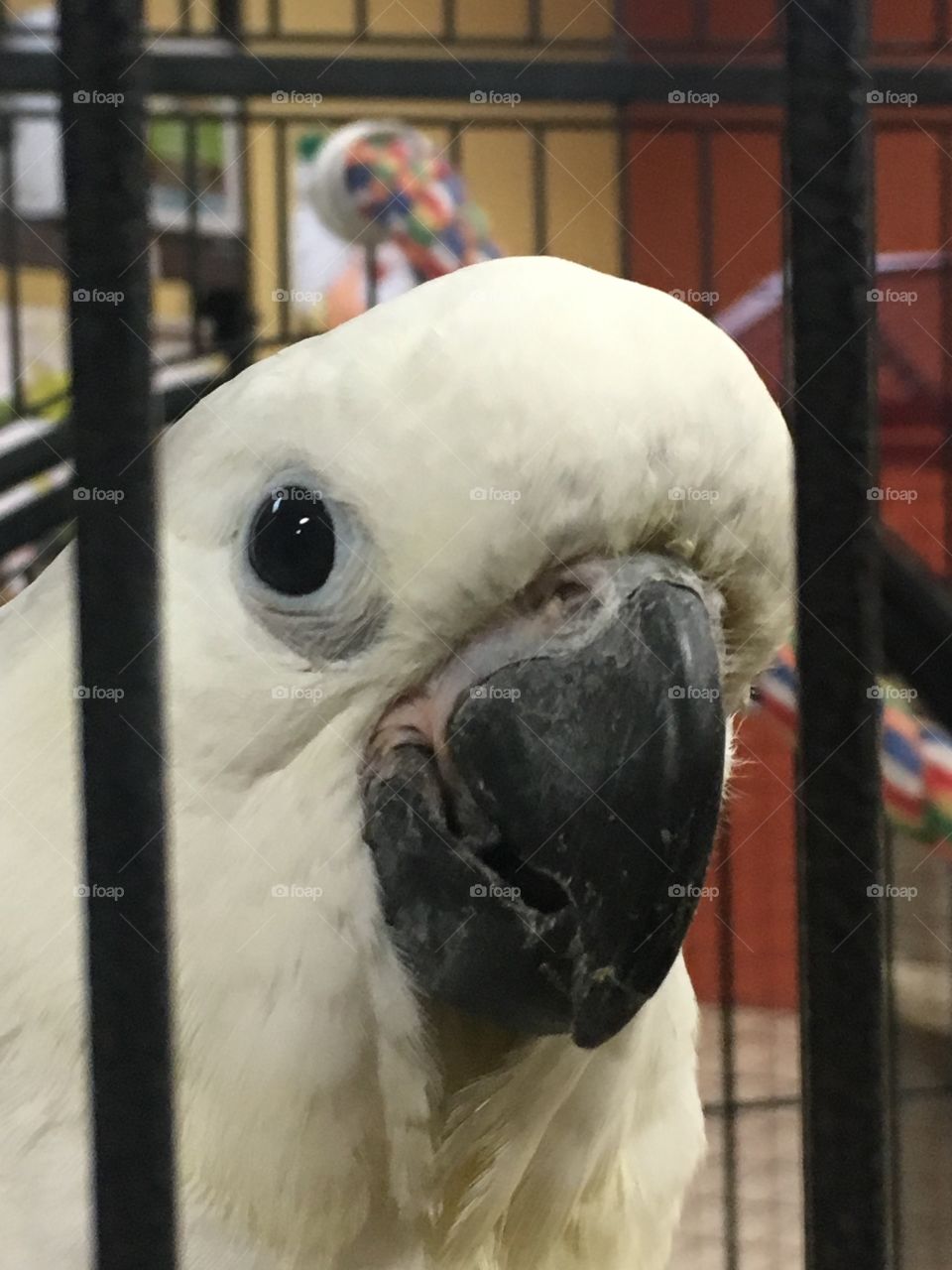 Evil eye parrot 