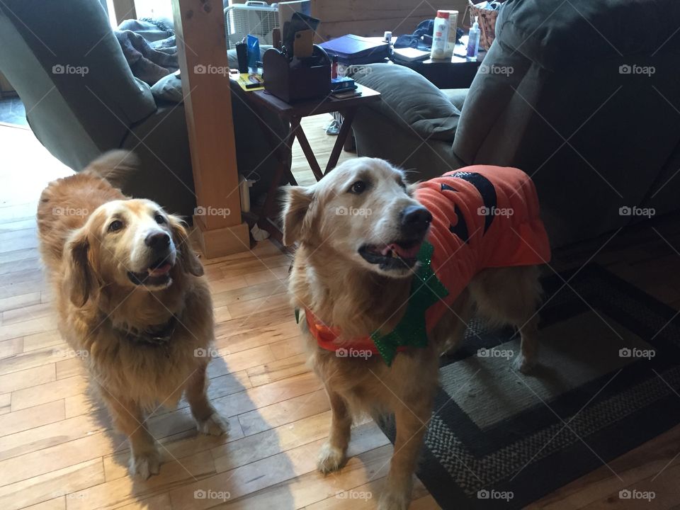 Goldens in costume 