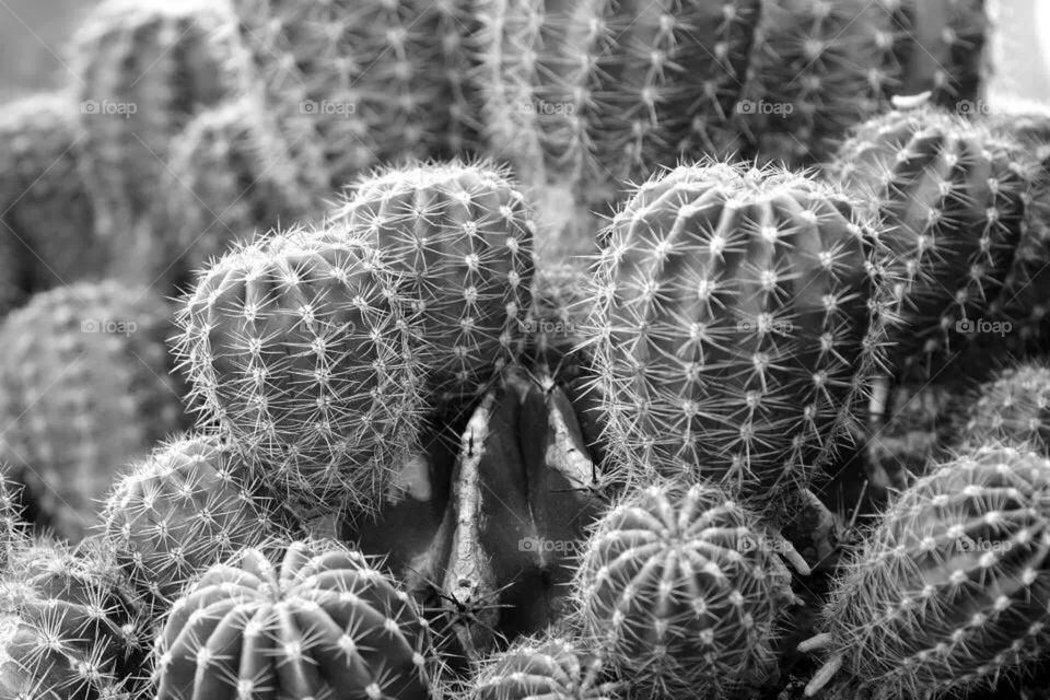 Cactus