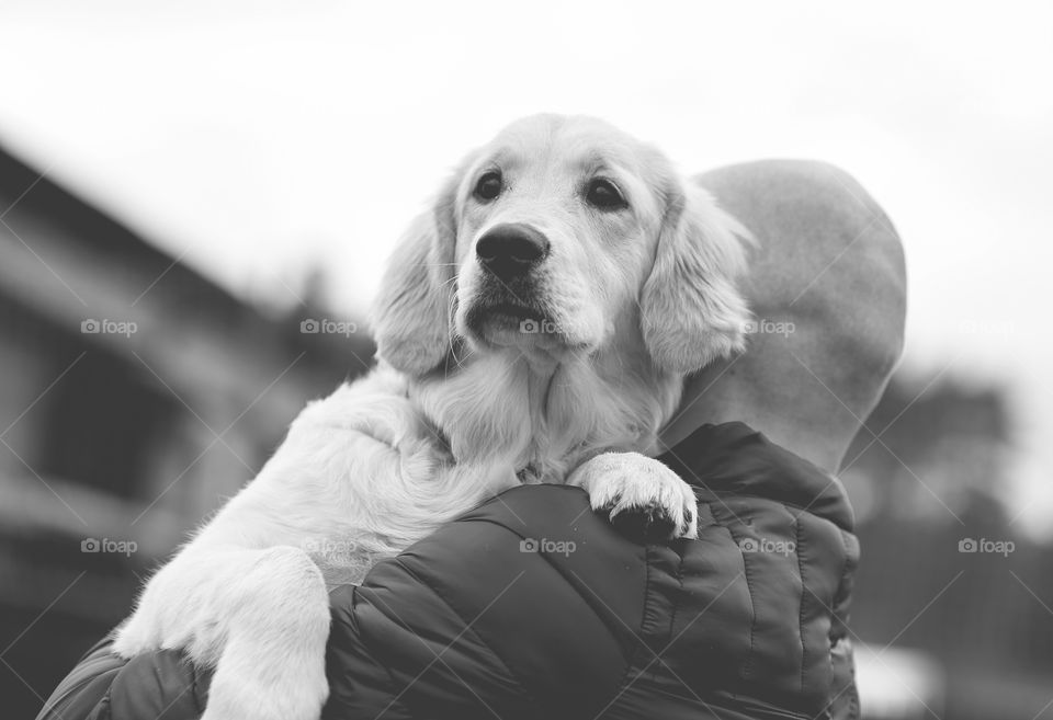 Dog on the owner's shoulder