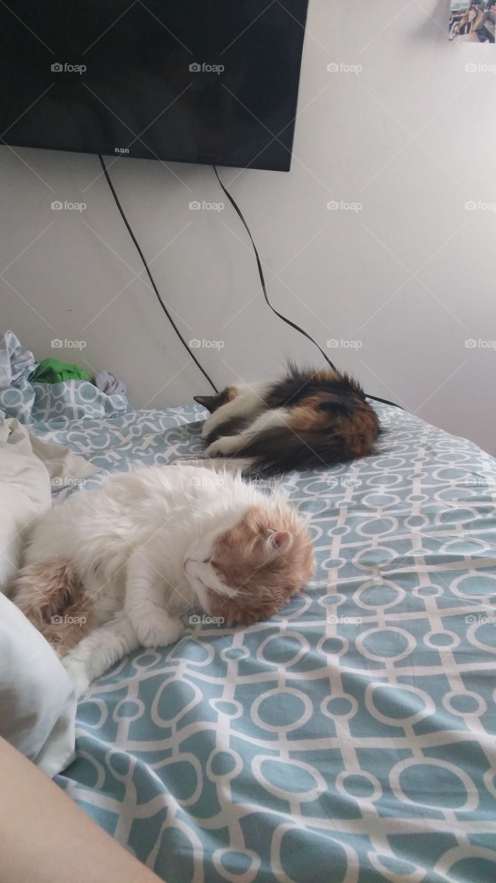 Mammal, Pet, Bed, Cute, Room