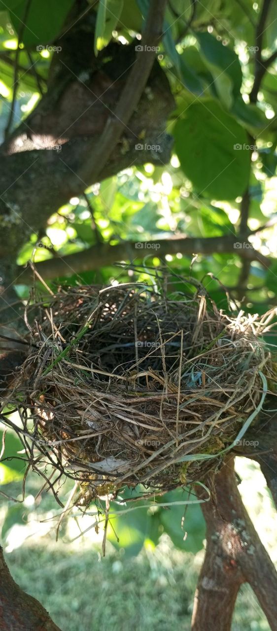 nest