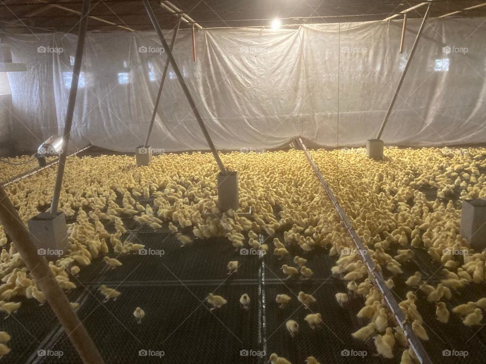 many chicks or baby ducks (ducklings) in an enclosed place