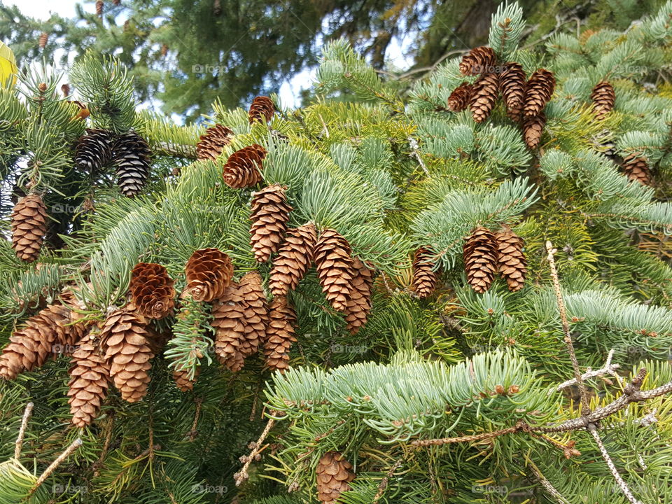 spruce cones ready to fall