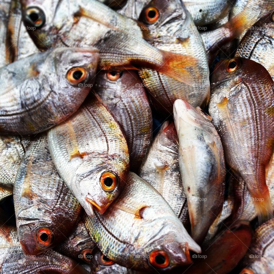 Full frame shot of fish