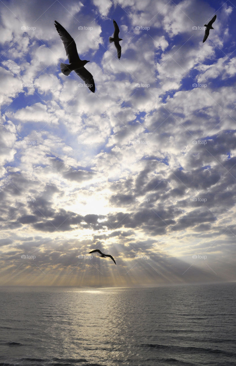 Sunrises Sunses and the Moon - Seagulls enjoying a beautiful sunrise over the Atlantic Ocean. 