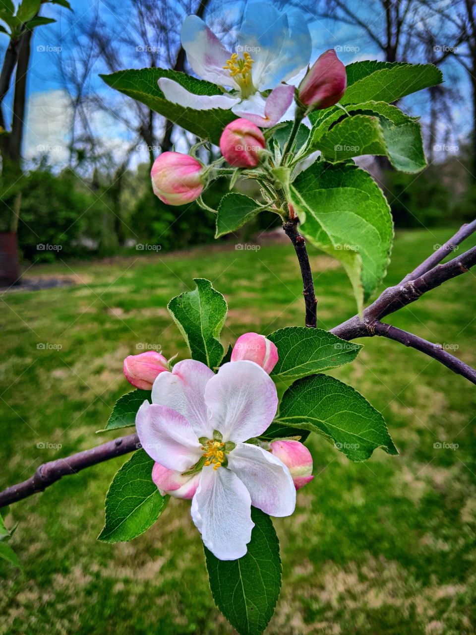 Apple Tree
