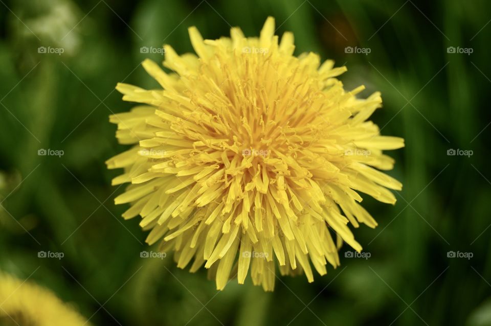 A golden meadow, a roadside, a yard – a bright yellow spring joy made of dandelions. In the garden beds, this joy is mercilessly torn out like a weed.