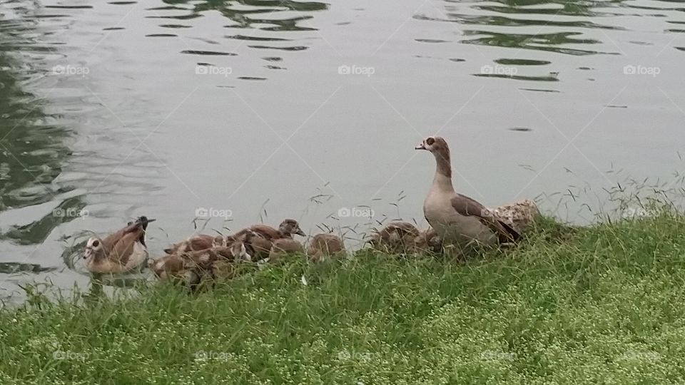 A Family of Ducks. Duck with ducklings.