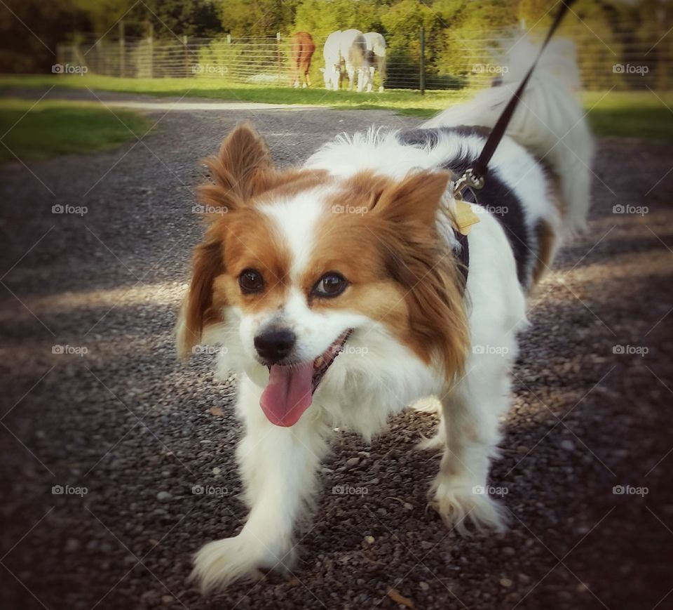 A Papillion dog smiling walking on a leash with horses in the background in spring