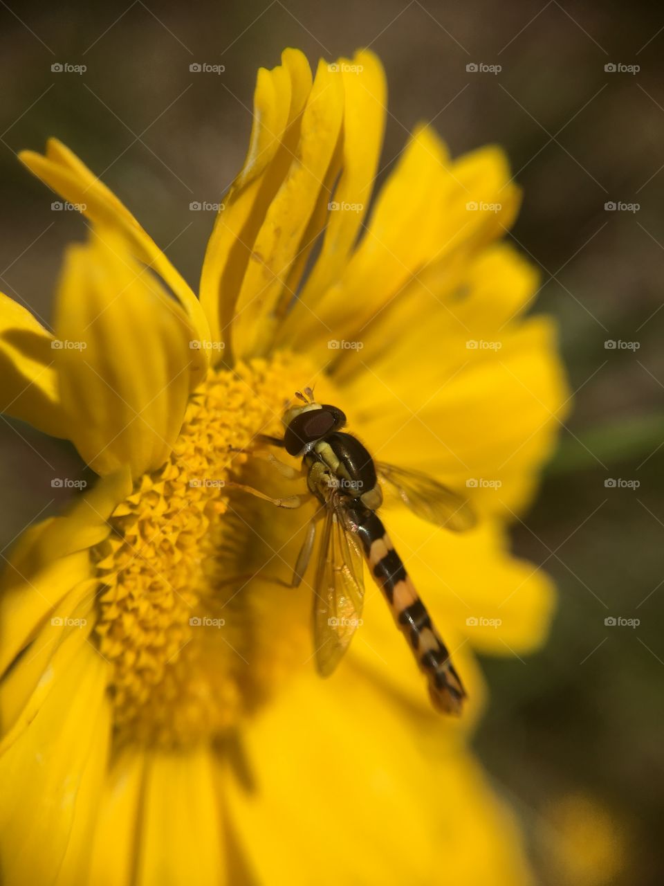 Fly on flower