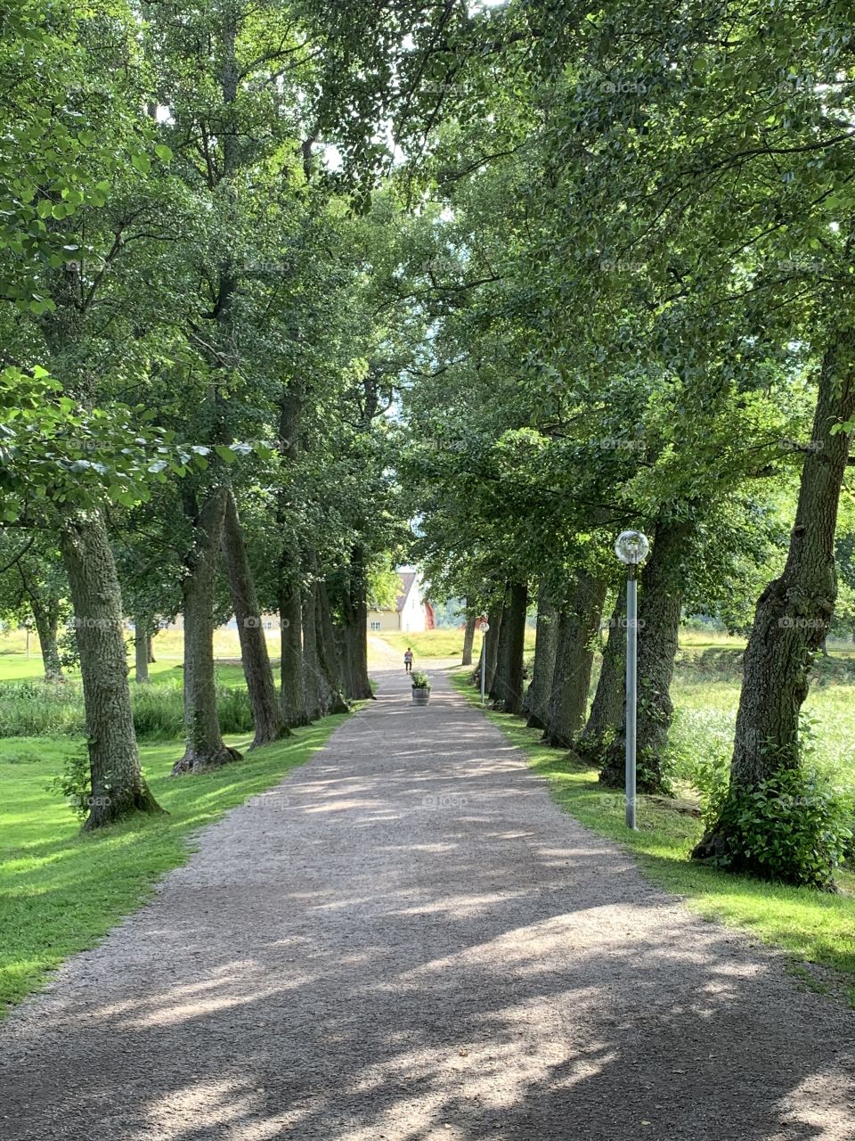 an avenue to the castle