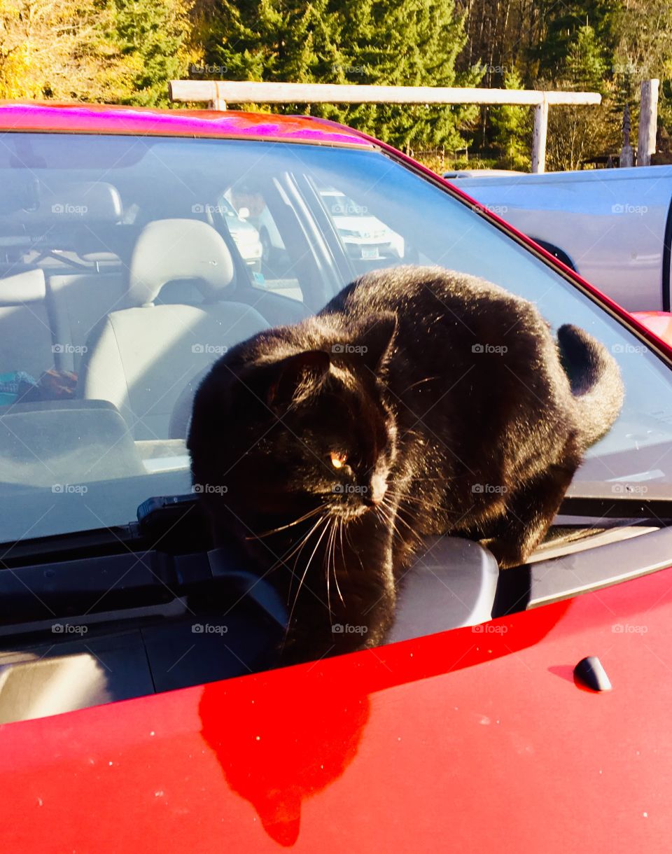 Black cat, red car 2