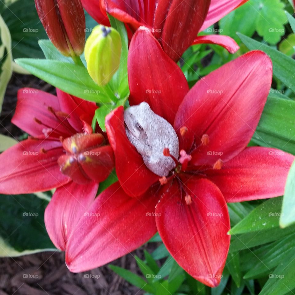 White Frog on Asiatic Lily