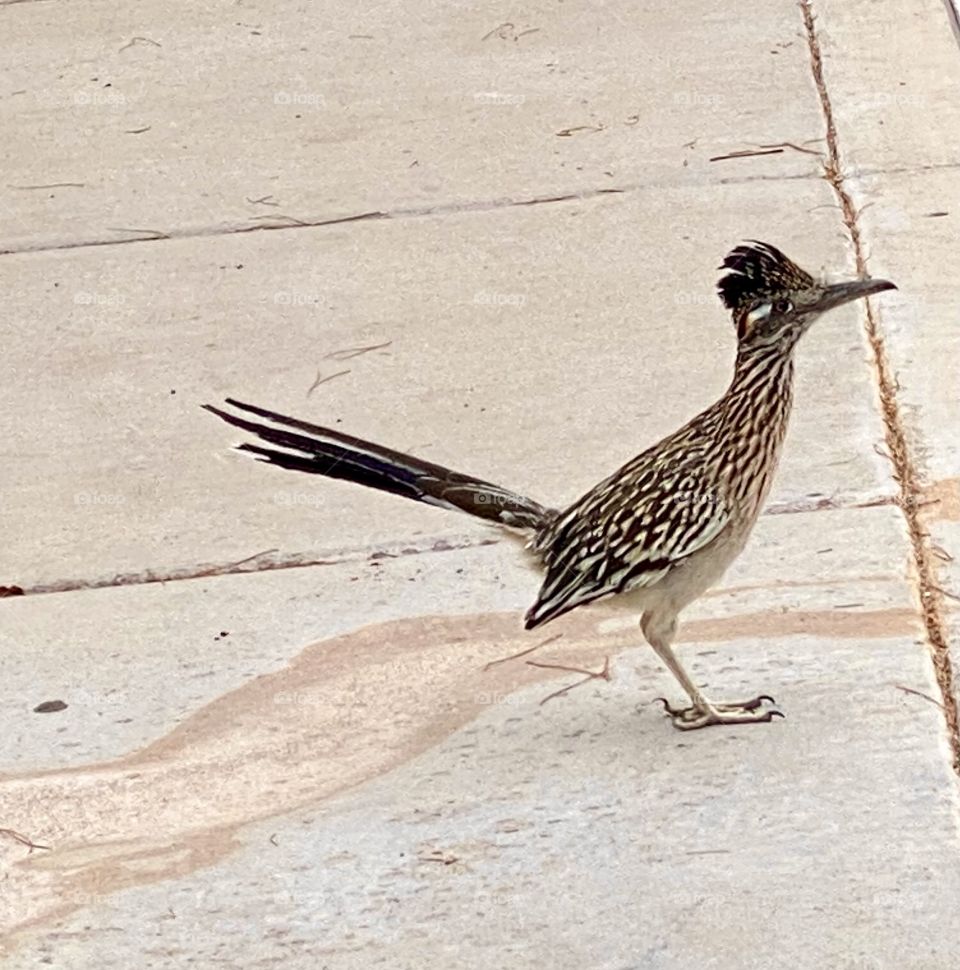 Roadrunner 