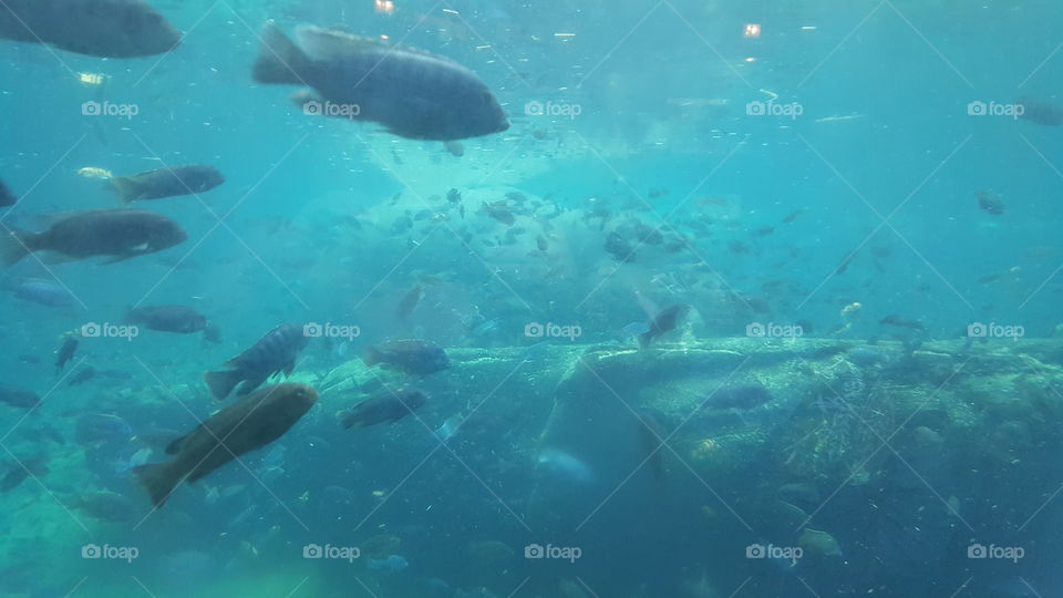 A hippo deftly hides among the fish at Animal Kingdom at the Walt Disney World Resort in Orlando, Florida.