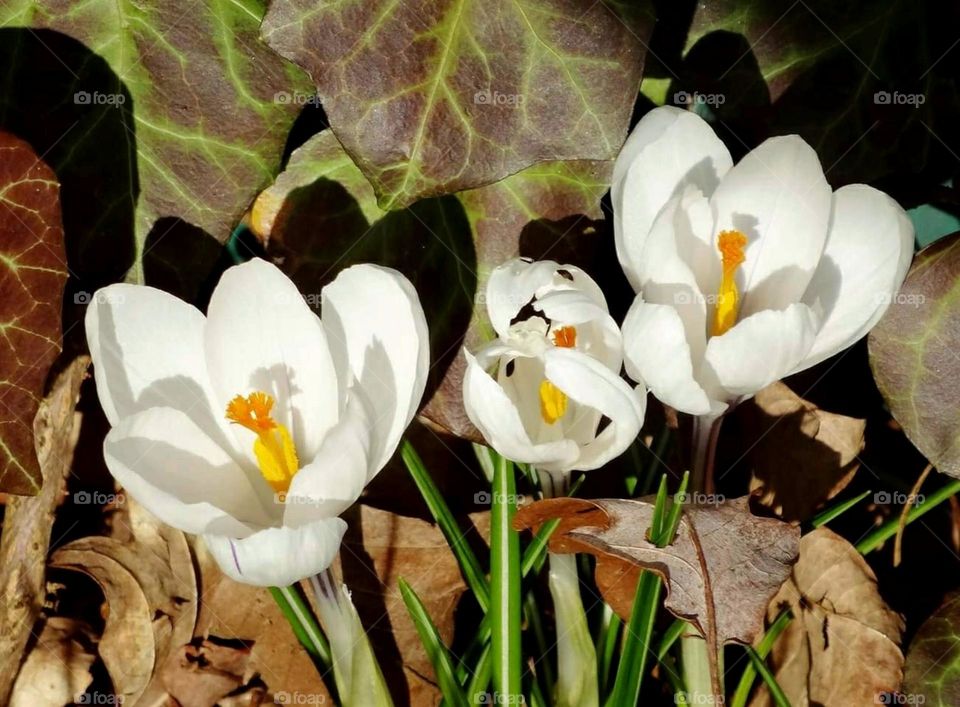 White crocus