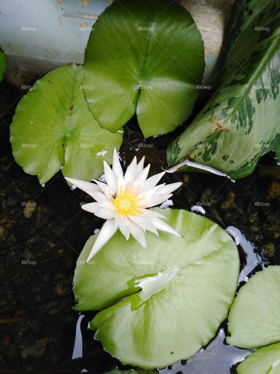blue lily - the national flower  of Sri Lanka