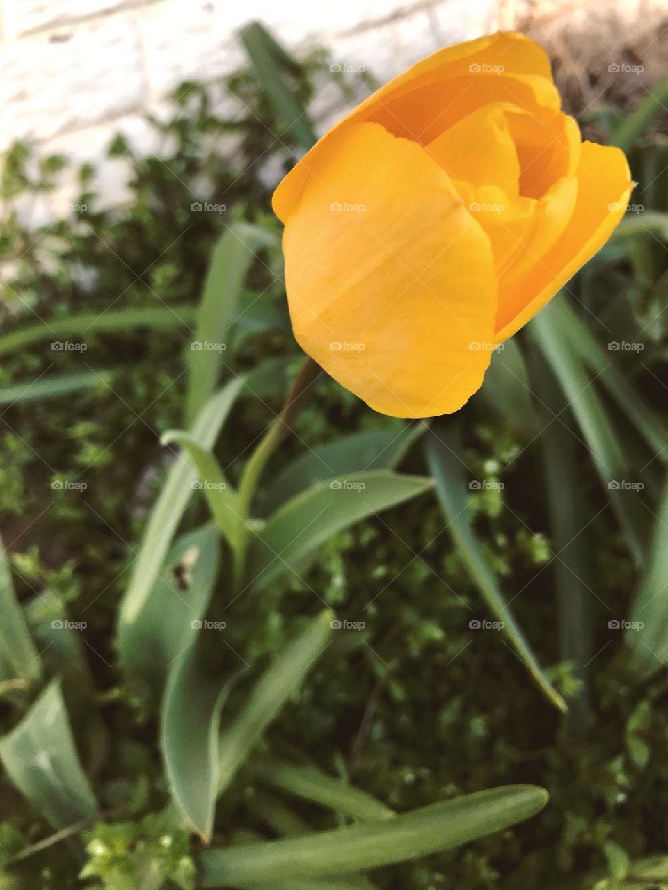 Tulip