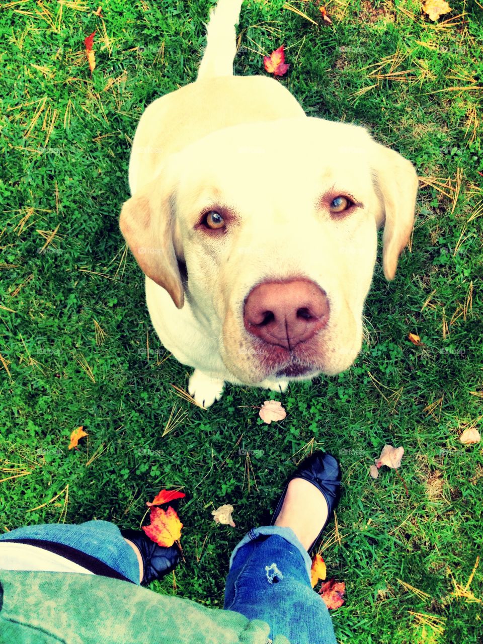 Yellow Lab