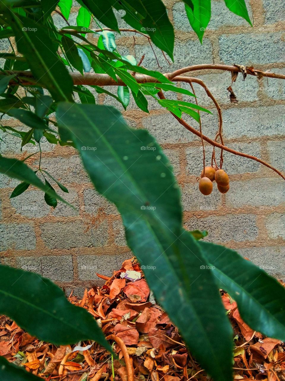 this is a " ambarella" tree