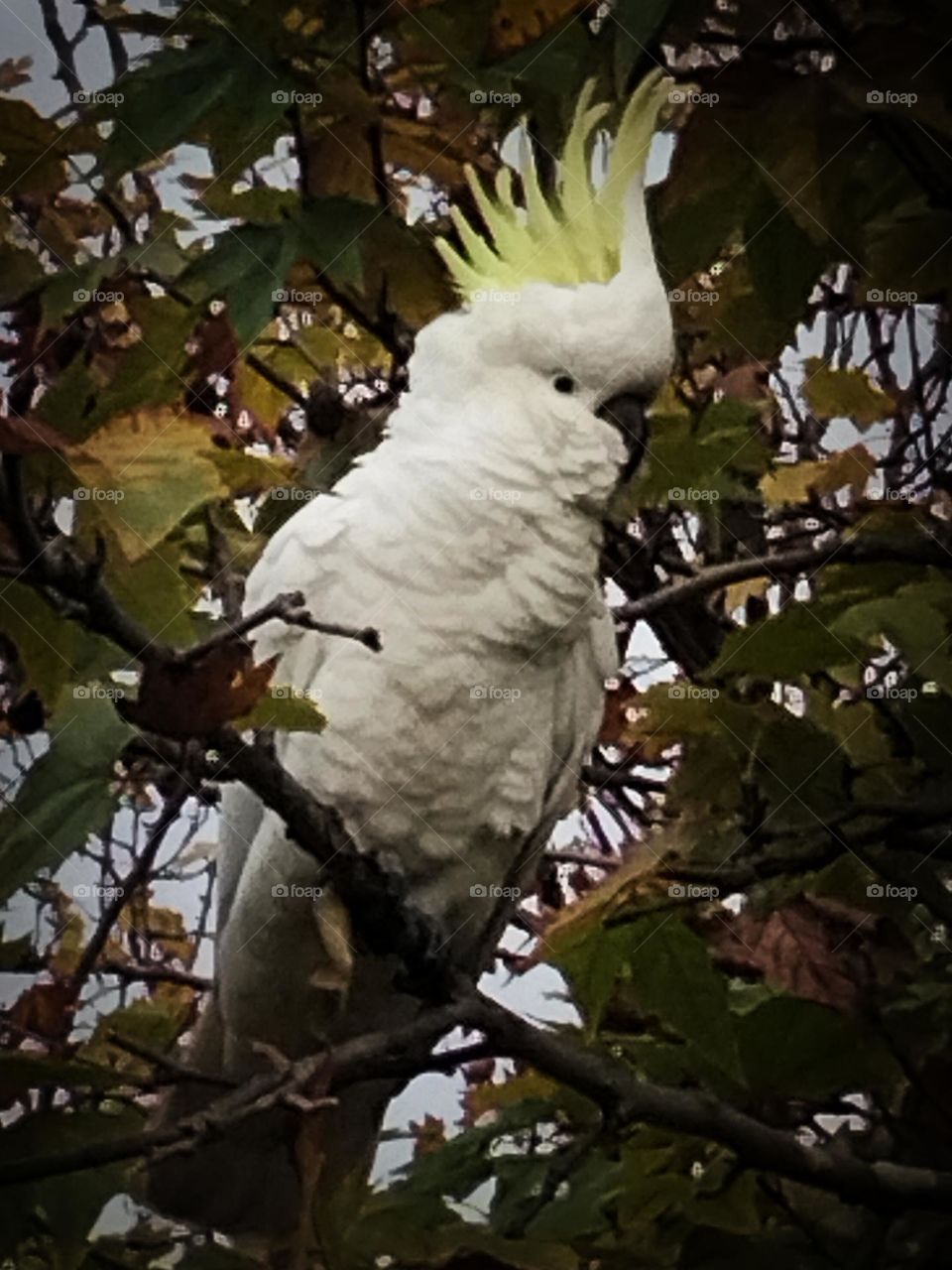 yellow crested cockatoo