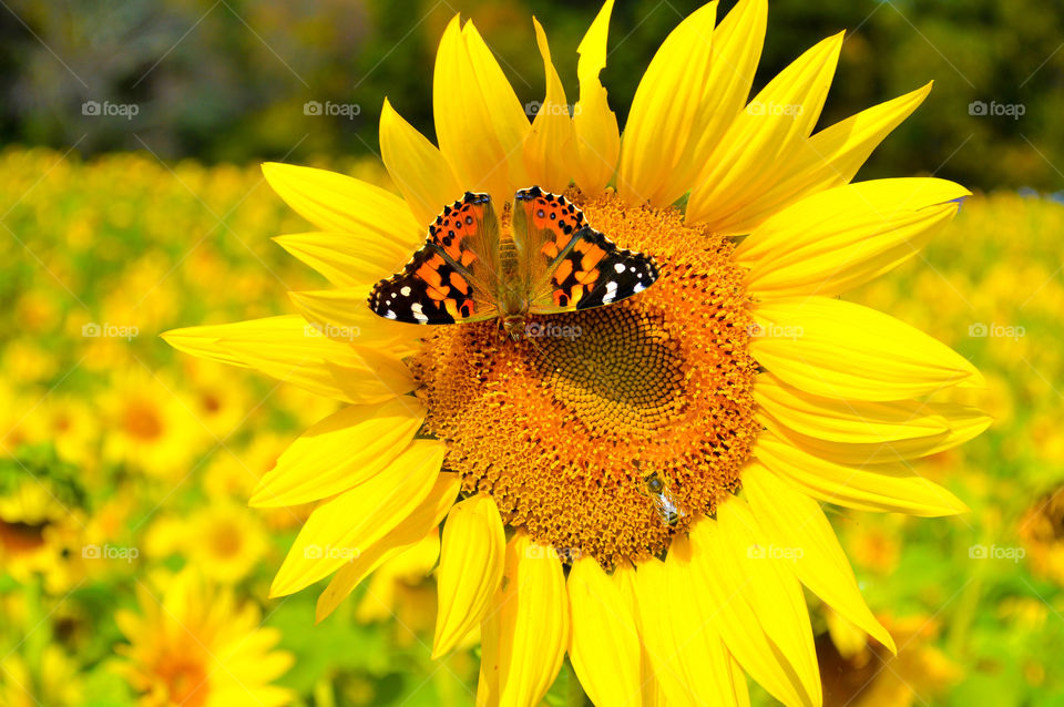 Bright sunflower in a sunflower field with a Monarch butterfly and a bee resting on it