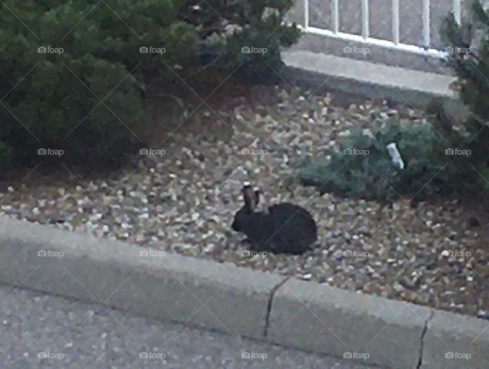 Don’t see too many black bunny rabbits running around here so had to get a picture of one