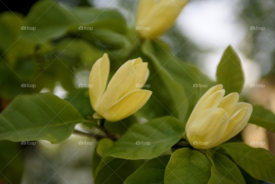 Large yellow magnolia flowers.