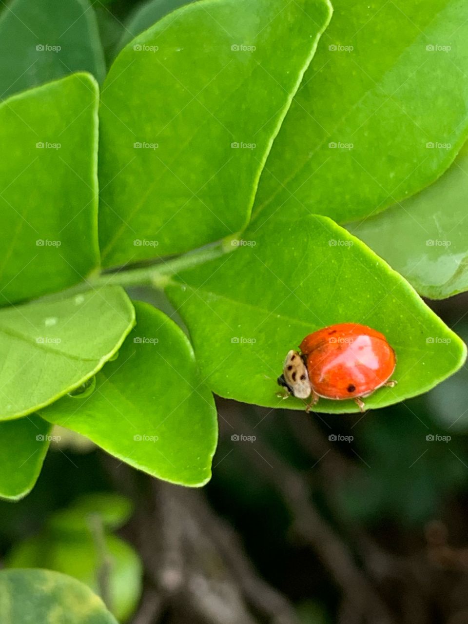 Ladybug 