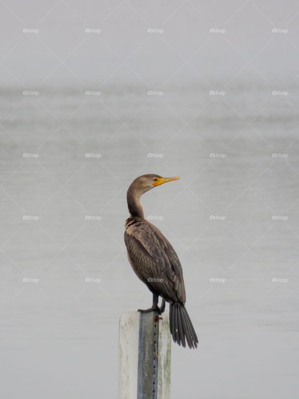 cormorant
