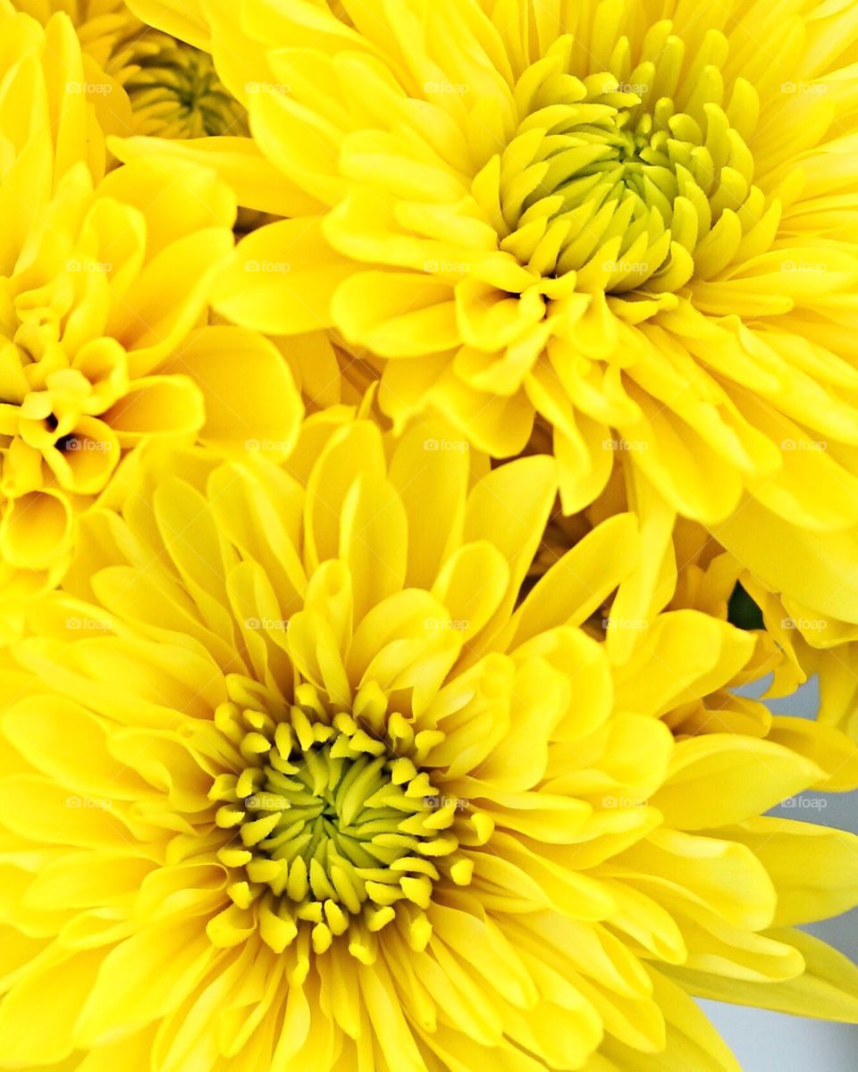 Yellow Dahlias