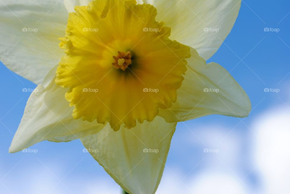 Yellow daffodils against a blue sky in wales