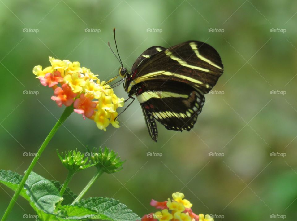 zebra butterfly feeding on lantana