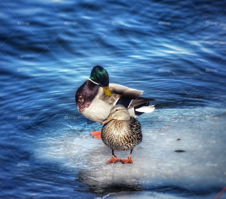 Quack quack st Lawrence river 