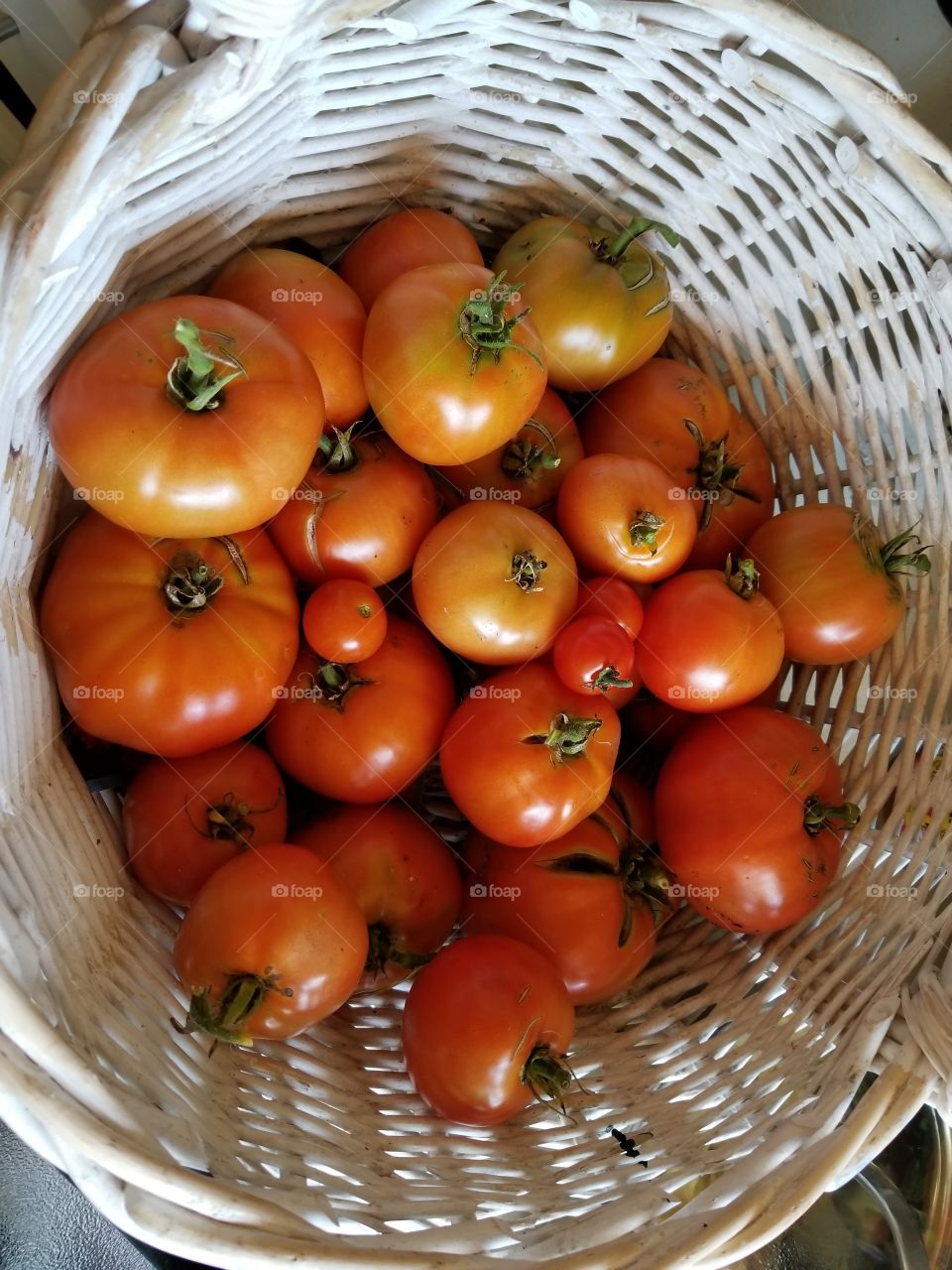 Bountiful Harvest