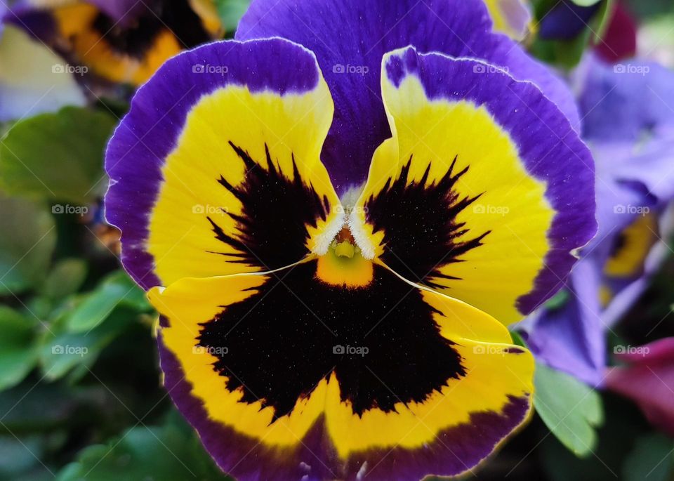 Complementary Colors, Flower