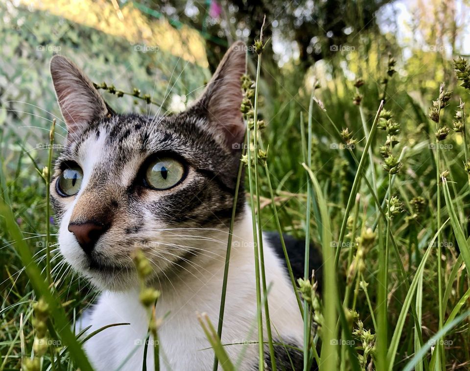 A young tabby cat looks alert while sitting in the long grass