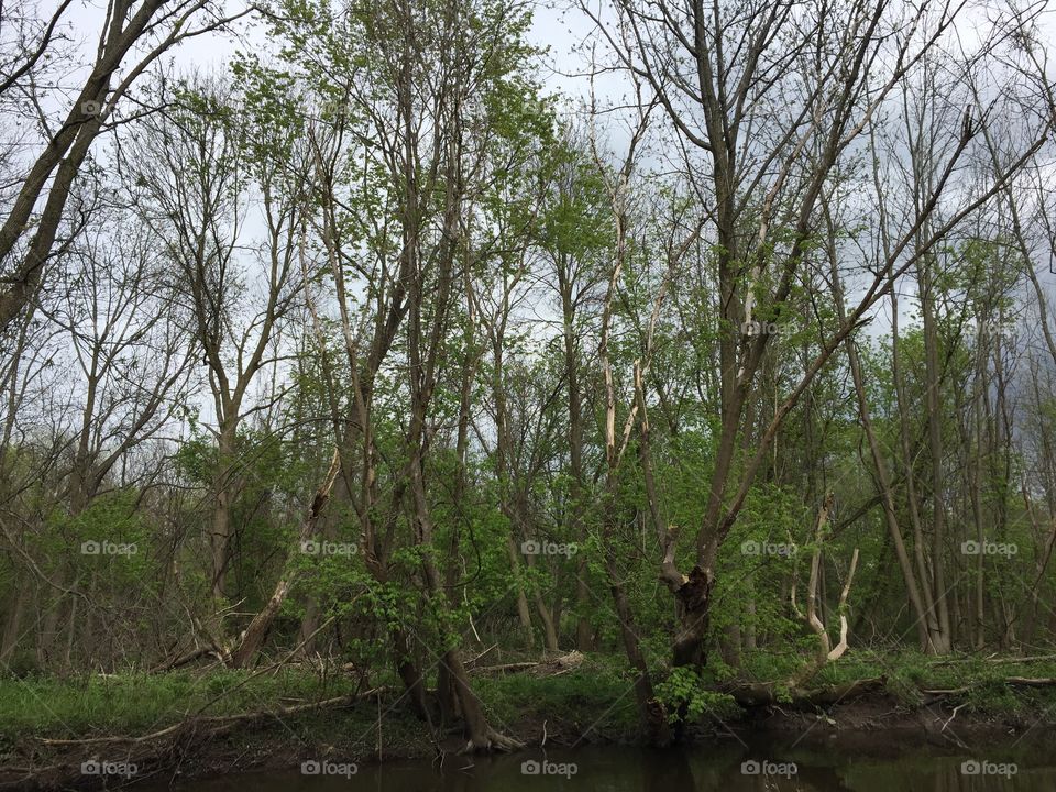 Woods along Allens Creek