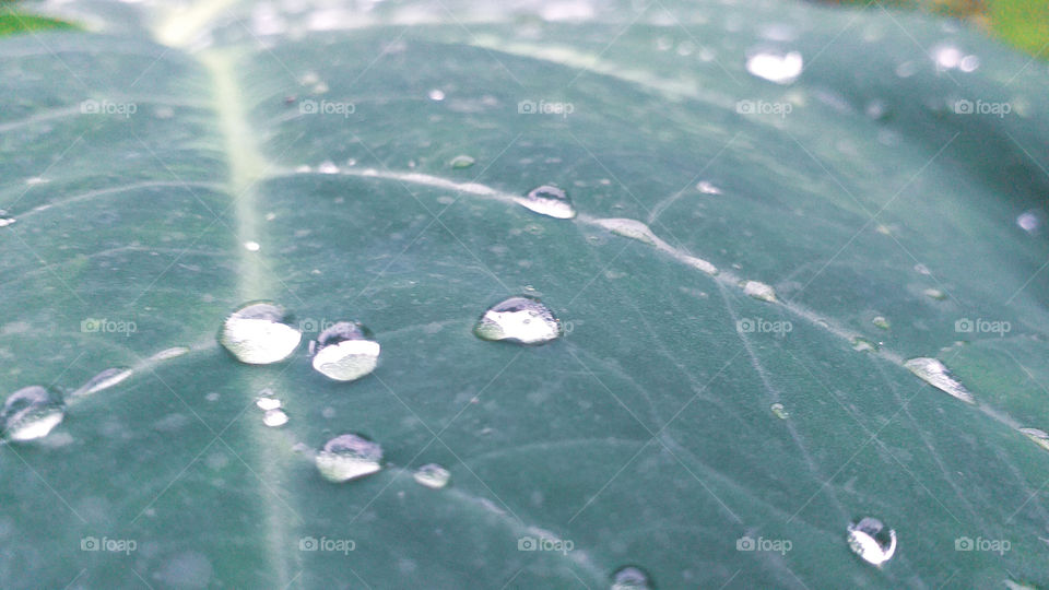 water drop beautiful view in rainy days