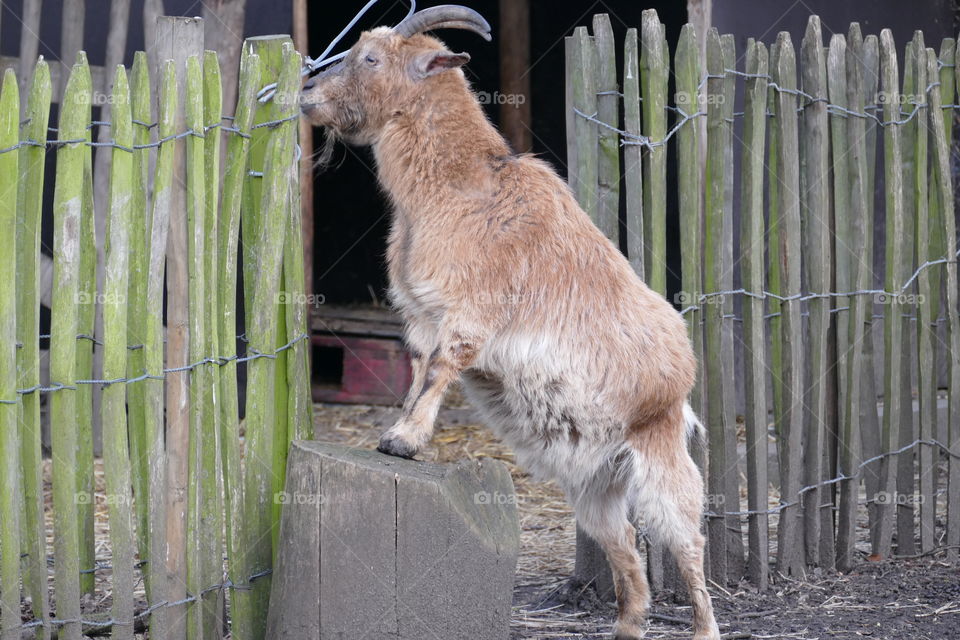 A goat in a park in Antwerp, Belgium.
