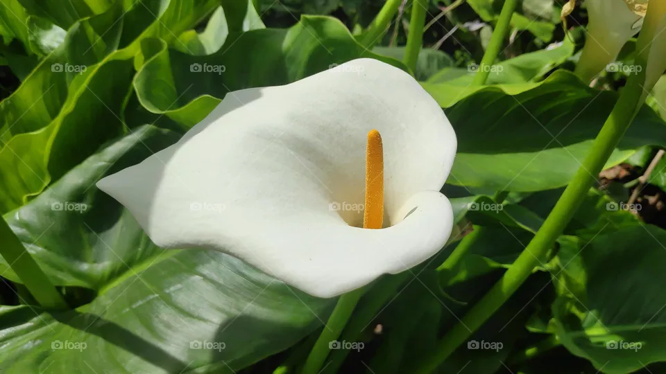 Zantedeschia aethiopica