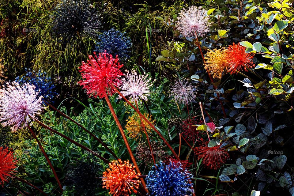 firework flowers