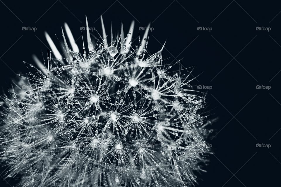 Sparkling dandelion 