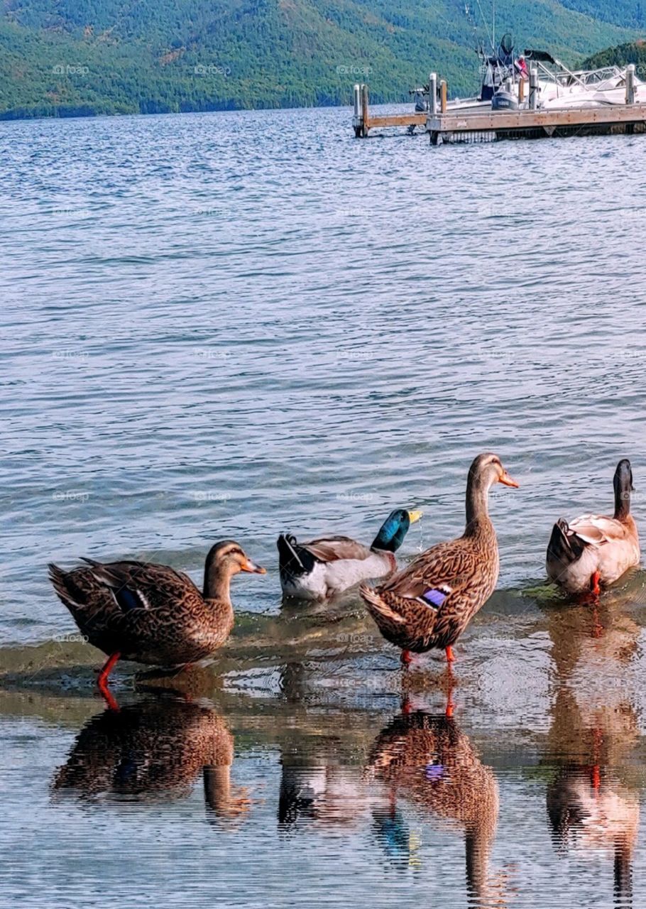 Wildlife in the Adirondacks!