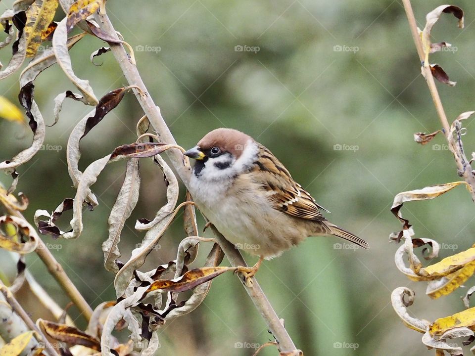 Sparrow
