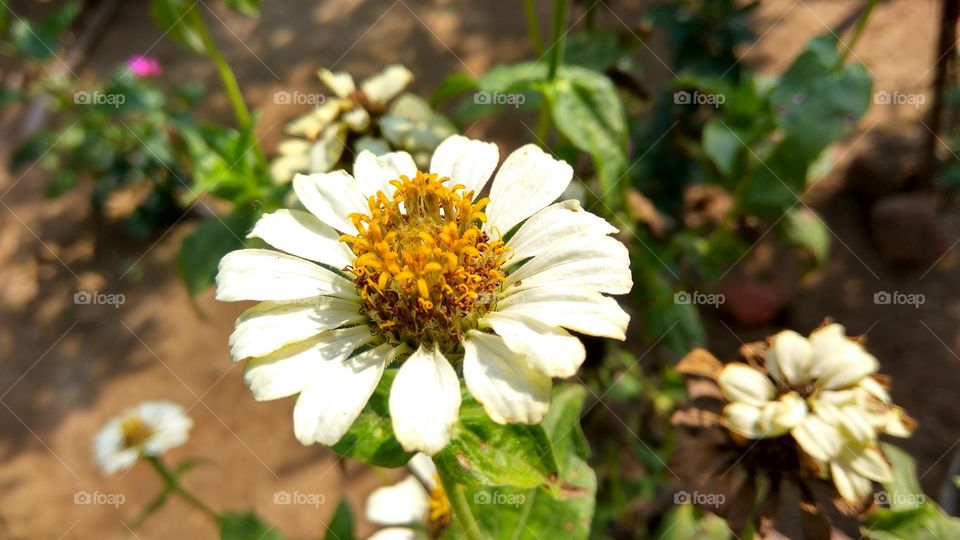 center of flower view