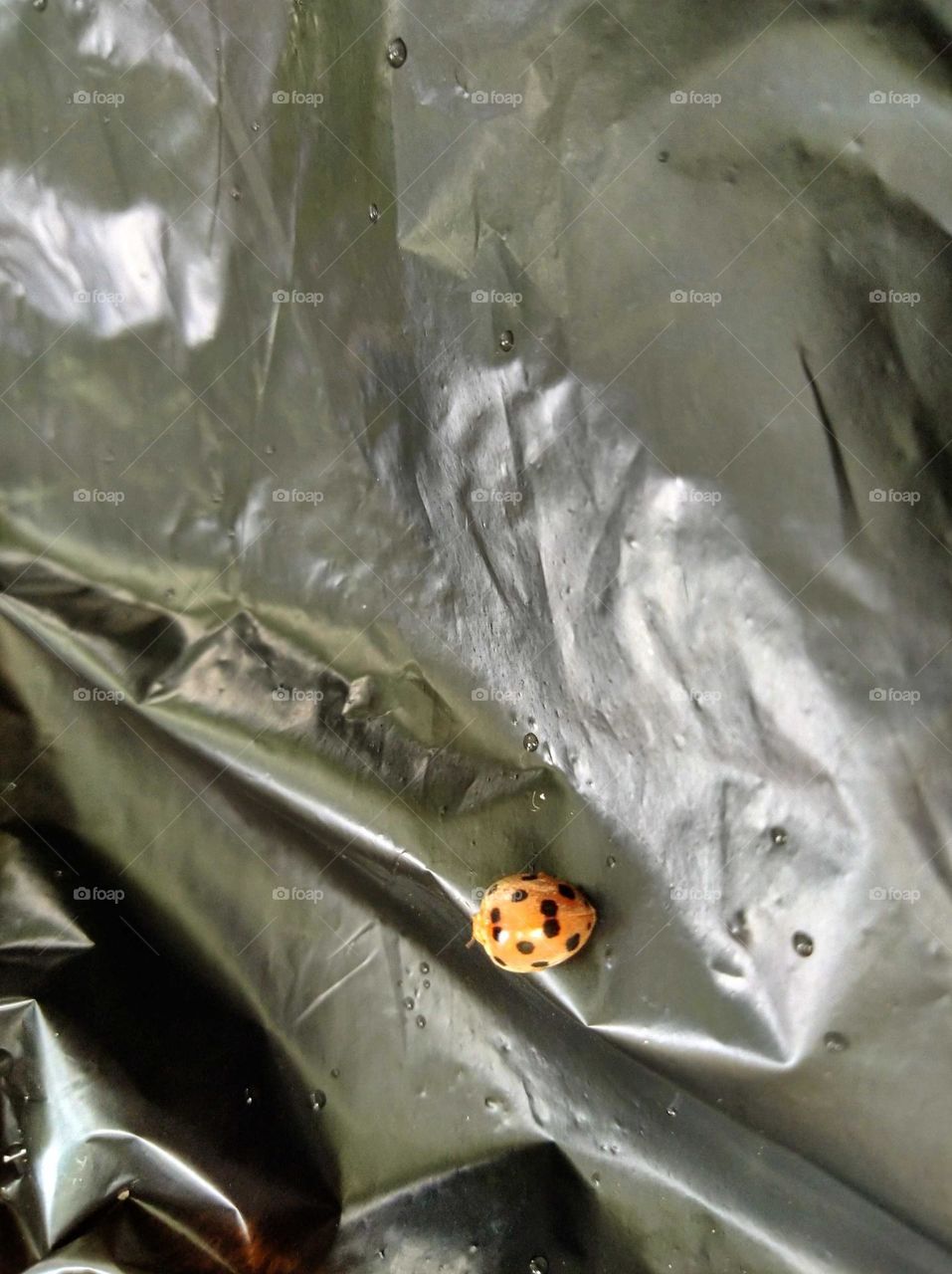 Ladybug leaves above