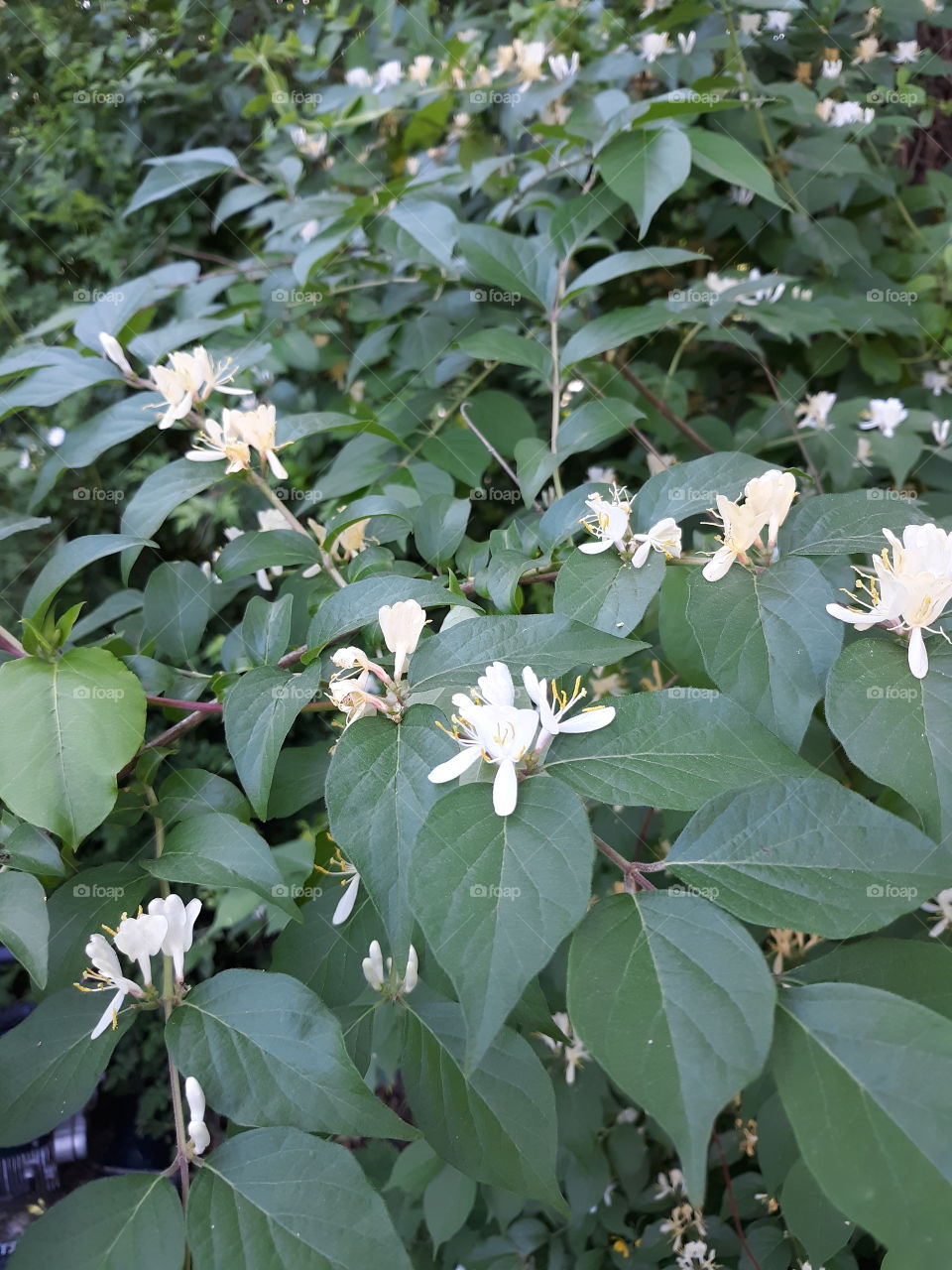 Honeysuckle